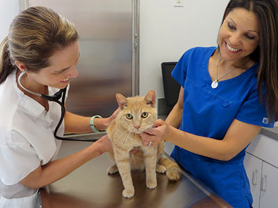summerville Pet Care Articles