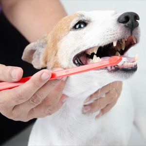 Brush Your Pet's Teeth