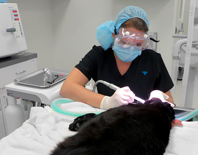 The Best Pet Dental Care in the North Charleston Area
