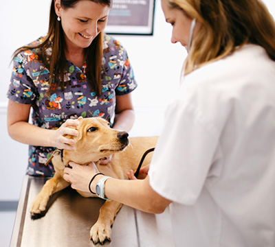 Summerville Veterinary Services