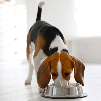 Considering Nutritional Consultation for Pets
