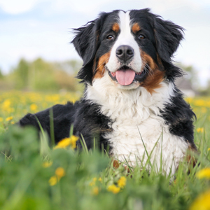 sweetgrass mountain dogs