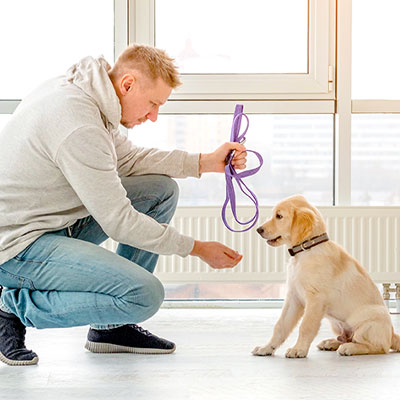 Tips on Leash Training Your Puppy